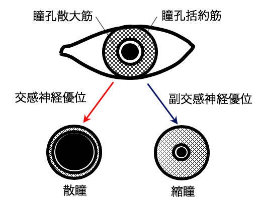 眼に作用する薬 Yakugaku Lab