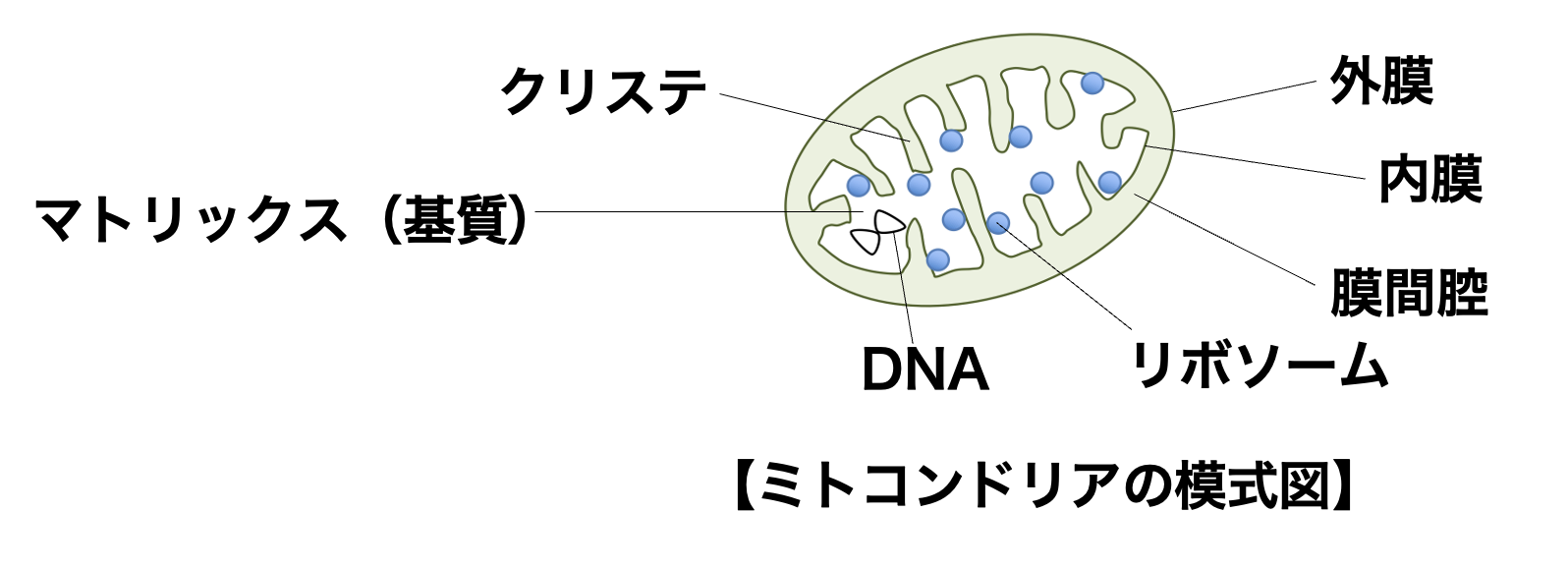 ミトコンドリア - yakugaku lab