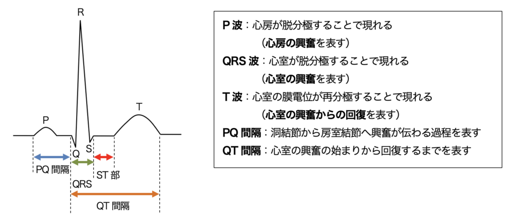心電図（Electrocardiogram, ECG/EKG） - yakugaku lab