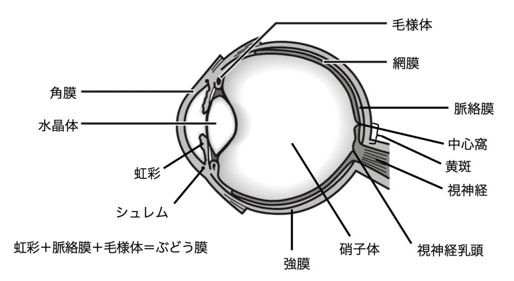 眼の構造 - yakugaku lab